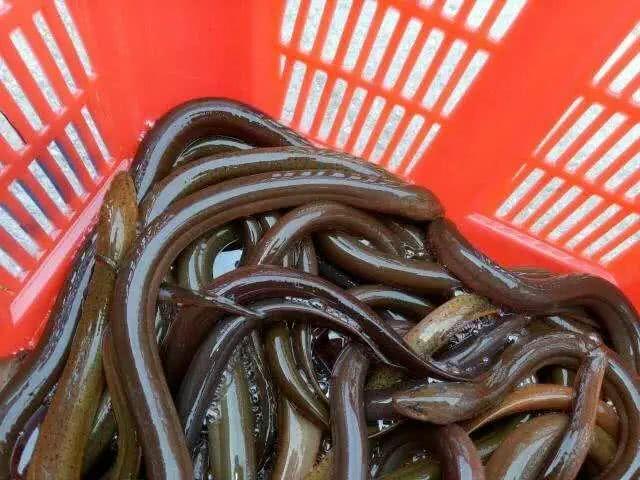 因中国春节爆红的缅甸黄鳝如今价格受冷遇